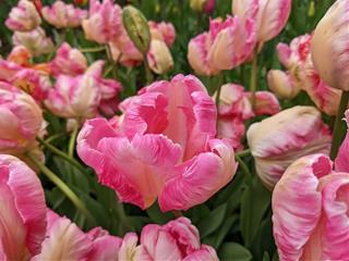 Tử vi Chủ nhật ngày 11/8/2024 của 12 con giáp: Mùi mạnh mẽ, Thân rủng rỉnh