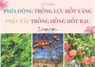 Cổ nhân khuyên: Phía Đông trồng lựu hốt vàng, phía Tây trồng hồng hốt bạc là vì những lý do này