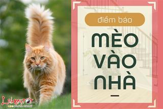 MÈO VÀO NHÀ là điềm gì? Tai họa rình rập hay vận may tiềm ẩn?