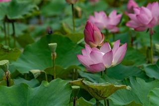 Tử vi thứ 4 ngày 21/8/2024 của 12 cung hoàng đạo: Thiên Bình vui, Song Tử chậm mà chắc