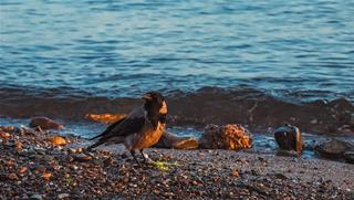 Tử vi thứ 6 ngày 13/9/2024 của 12 con giáp: Tý hạnh phúc, Mão sung túc