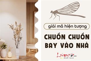 CHUỒN CHUỒN BAY VÀO NHÀ: Điều hung hay cát sắp đến với gia đình bạn?