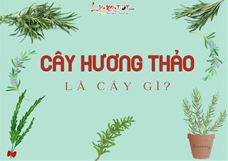 Cây hương thảo phong thủy: Không chỉ trừ tà mà còn là gia vị thần kỳ, đa năng