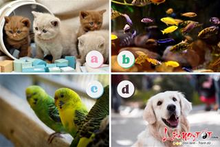 Trắc nghiệm tâm lý: Bạn GIÀU CÓ nhờ năng lực hay do quý nhân phù trợ?