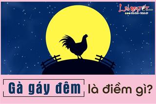 GÀ GÁY ĐÊM là điềm gì? Liệu có mang đến tai ương chồng chất?