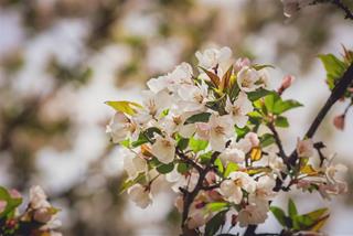 Tử vi thứ 7 ngày 1/2/2025 của 12 cung hoàng đạo: Sư Tử bướng bỉnh, Song Ngư vui vẻ