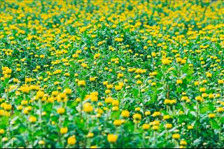 Tử vi thứ 5 ngày 30/1/2025 của 12 con giáp: Mùng 2 Tý no lộc, Dậu đắt hàng