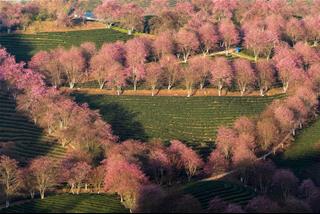 Tử vi thứ 5 ngày 6/2/2025 của 12 con giáp: Mùi khấm khá, Thìn làm ăn tốt