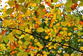 Tử vi tuần mới của 12 con giáp từ 3 - 9/2/2025: Những ngày đi làm sau Tết ai hứng khởi nhất?