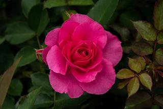 Tử vi thứ 6 ngày 10/1/2025 của 12 cung hoàng đạo: Song Tử thu hút, Thiên Bình phiêu lưu