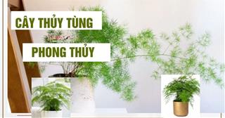 Cây thủy tùng phong thủy hấp thụ VƯỢNG KHÍ, xua đuổi năng lượng xấu