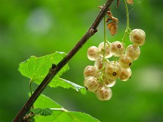 Tử vi Chủ nhật ngày 19/10/2025 của 12 con giáp: Tý bế tắc, Tị thư giãn