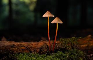 Tử vi thứ 5 ngày 23/10/2025 của 12 con giáp: Dần khó khăn, Ngọ lộc lá