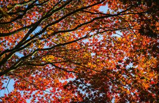 Tử vi thứ 5 ngày 30/10/2025 của 12 con giáp: Sửu rạng rỡ, Dần nhiều lộc