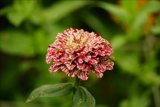 Tử vi Chủ nhật ngày 2/11/2025 của 12 con giáp: Thìn có lộc lớn, Thân thị phi