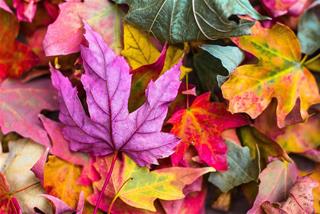 Tử vi hàng ngày 9/10/2025 của 12 con giáp: Thứ 5 Mão may mắn, Ngọ khổ tâm