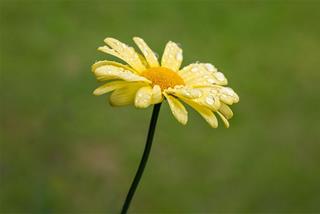 Tử vi Chủ nhật ngày 12/10/2025 của 12 con giáp: Sửu phấn chấn, Tý may mắn