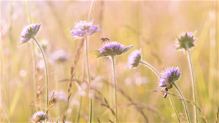 Tử vi thứ 6 ngày 10/10/2025 của 12 con giáp: Thân cực vượng, Mão thất thoát