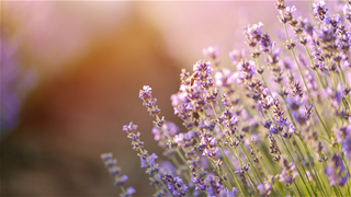 Tử vi thứ 6 ngày 14/11/2025 của 12 con giáp: Mão cực vượng, Tị đi lùi