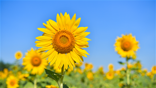 Tử vi thứ 6 ngày 21/11/2025 của 12 con giáp: Tuất vượng lộc, Ngọ thất thoát