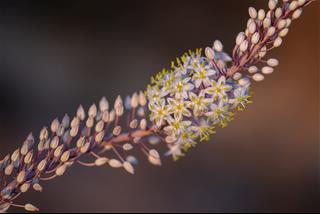 Tử vi thứ 2 ngày 1/12/2025 của 12 cung hoàng đạo: Nhân Mã lột xác, Song Tử ưa nhìn