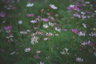 Tử vi thứ 2 ngày 10/11/2025 của 12 con giáp: Tý gặp tiểu nhân, Ngọ đại cát