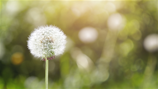 Tử vi thứ 6 ngày 7/11/2025 của 12 con giáp: Dần hưởng lộc, Tị gặp nguy