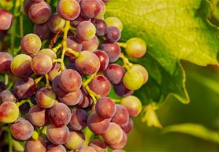 Tử vi thứ 5 ngày 4/12/2025 của 12 con giáp: Dậu thuận lợi, Hợi hạnh phúc