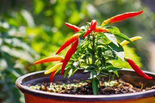 Trồng 1 cây cũng đủ GIÀU - Mách bạn 3 vị trí trồng cây Ớt trong nhà cực TỐT, cứ trồng là lắm lộc lá, thu hút mọi điều LÀNH