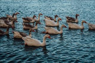 Tử vi thứ 7 ngày 20/12/2025 của 12 con giáp: Đầu tháng Dần có tiền, Hợi bất ổn