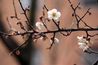 Tử vi tuần mới từ 5-11/1/2026 của 12 con giáp: Dần thị phi, Mão vang danh