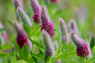 Tử vi Chủ nhật ngày 7/12/2025 của 12 con giáp: Tý đa nghi, Dần may mắn