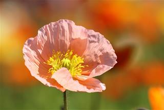 Tử vi Chủ nhật ngày 4/1/2026 của 12 con giáp: Mão đại phát, Tị hiếu thắng