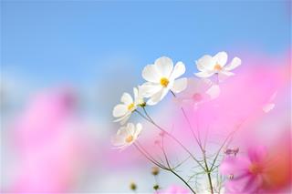 Tử vi tuần mới từ 19-25/1/2026 của 12 con giáp: Tý dễ bị lừa, Hợi nhiều may mắn