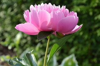 Tử vi thứ 5 ngày 8/1/2026 của 12 con giáp: Tuất vất vả, Dần may mắn