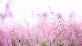 Tử vi thứ 6 ngày 2/1/2026 của 12 con giáp: Thân đón lộc, Ngọ gặp xui