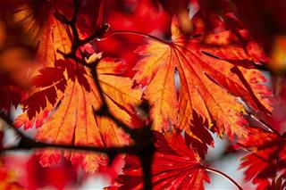 Tử vi Chủ nhật ngày 14/12/2025 của 12 con giáp: Sửu quá tải, Mão số đỏ