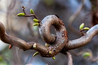 Tử vi thứ 4 ngày 17/12/2025 của 12 con giáp: Thìn nhanh nhẹn, Tị nóng tính