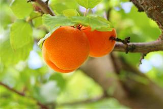 Tử vi thứ 5 ngày 18/12/2025 của 12 con giáp: Thìn vô tư, Mùi mạnh mẽ