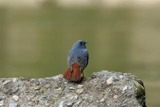 Tử vi Thứ 3 ngày 11/2/2025 của 12 cung hoàng đạo: Xử Nữ nhạy bén, Nhân Mã bốc đồng