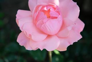 Tử vi thứ Hai ngày 3/3/2025 của 12 con giáp: Mão thuận lợi, Dậu khó khăn