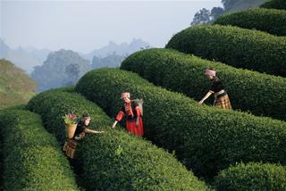 Tử vi thứ 5 ngày 27/2/2025 của 12 con giáp: Cuối tháng Mùi may mắn, Tý vất vả