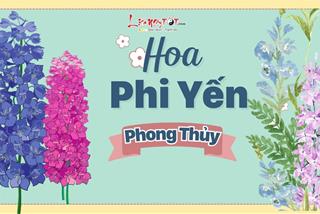 Hoa phi yến phong thủy: Không chỉ đẹp mà có ý nghĩa và truyền thuyết thú vị về loài hoa này