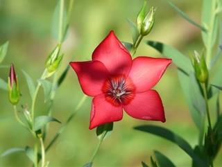 Tử vi thứ 6 ngày 7/2/2025 của 12 cung hoàng đạo: Song Ngư nhạy cảm, Bạch Dương trì hoãn