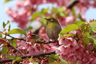 Tử vi thứ 3 ngày 1/4/2025 của 12 con giáp: Tý mất tập trung, Mùi bị chơi khăm