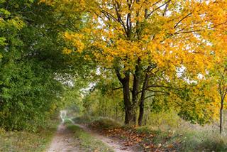 Tử vi thứ 7 ngày 29/3/2025 của 12 cung hoàng đạo: Thiên Bình tử tế, Song Ngư quá sức