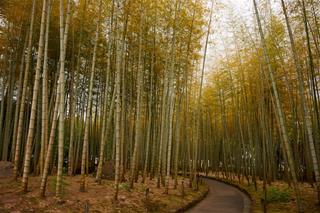 Tử vi Chủ Nhật ngày 9/3/2025 của 12 cung hoàng đạo: Ma Kết thất vọng