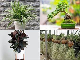 Cây phong thủy cải thiện sức khỏe 12 chòm sao: Ai cần loại cây có sự an tĩnh, ai thích sự phá cách?