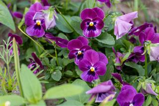 Tử vi thứ 4 ngày 14/5/2025 của 12 cung hoàng đạo: Song Tử hào hứng, Sư Tử bận rộn