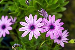 Tử vi thứ 6 ngày 13/6/2025 của 12 con giáp: Ngọ có lộc, Tuất lo lắng